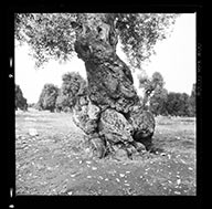 Olive Tree in Puglia, Italy