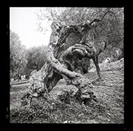 Olive Tree in Puglia, Italy