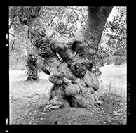 Olive Tree in Puglia, Italy