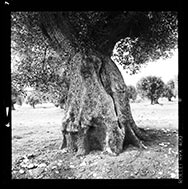 Olive Tree in Puglia, Italy